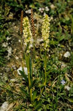 Image of vanilla-scented bog orchid