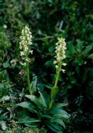 Image of vanilla-scented bog orchid