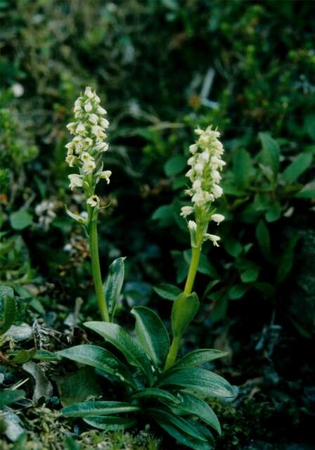 Sivun Pseudorchis albida subsp. straminea (Fernald) Á. Löve & D. Löve kuva