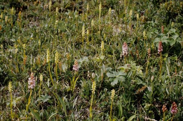 Sivun Pseudorchis albida subsp. straminea (Fernald) Á. Löve & D. Löve kuva