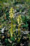 Image of vanilla-scented bog orchid