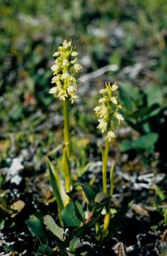 Sivun Pseudorchis albida subsp. straminea (Fernald) Á. Löve & D. Löve kuva