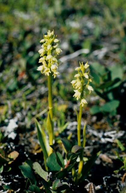 Sivun Pseudorchis albida subsp. straminea (Fernald) Á. Löve & D. Löve kuva