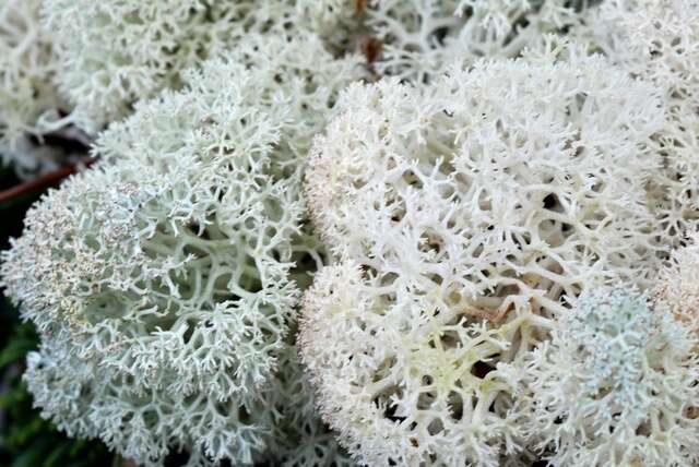 Image of star reindeer lichen