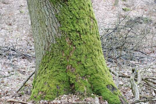 Image of hypnum moss