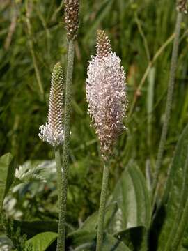 Image de plantain