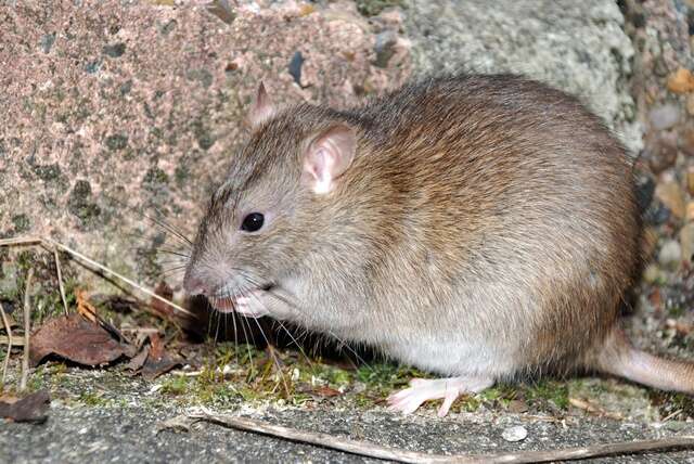 Image of Rattini