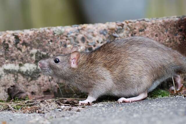 Image of Rattini