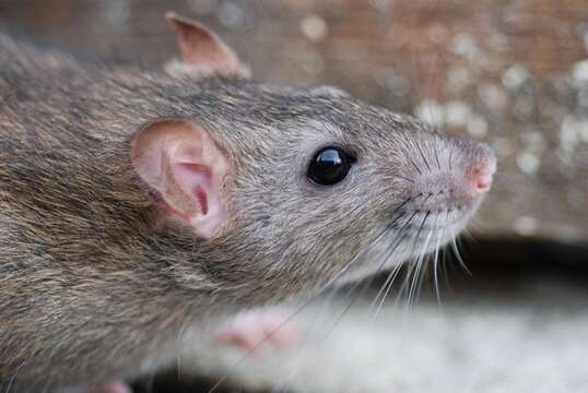 Image of Rattini