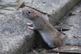 Image of Rattini