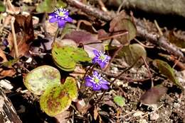 Image of hepatica