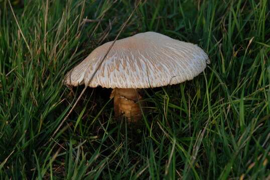 Image de Agaric de Bernard