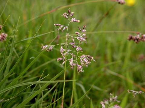 Image of Spreading Meadow-grass