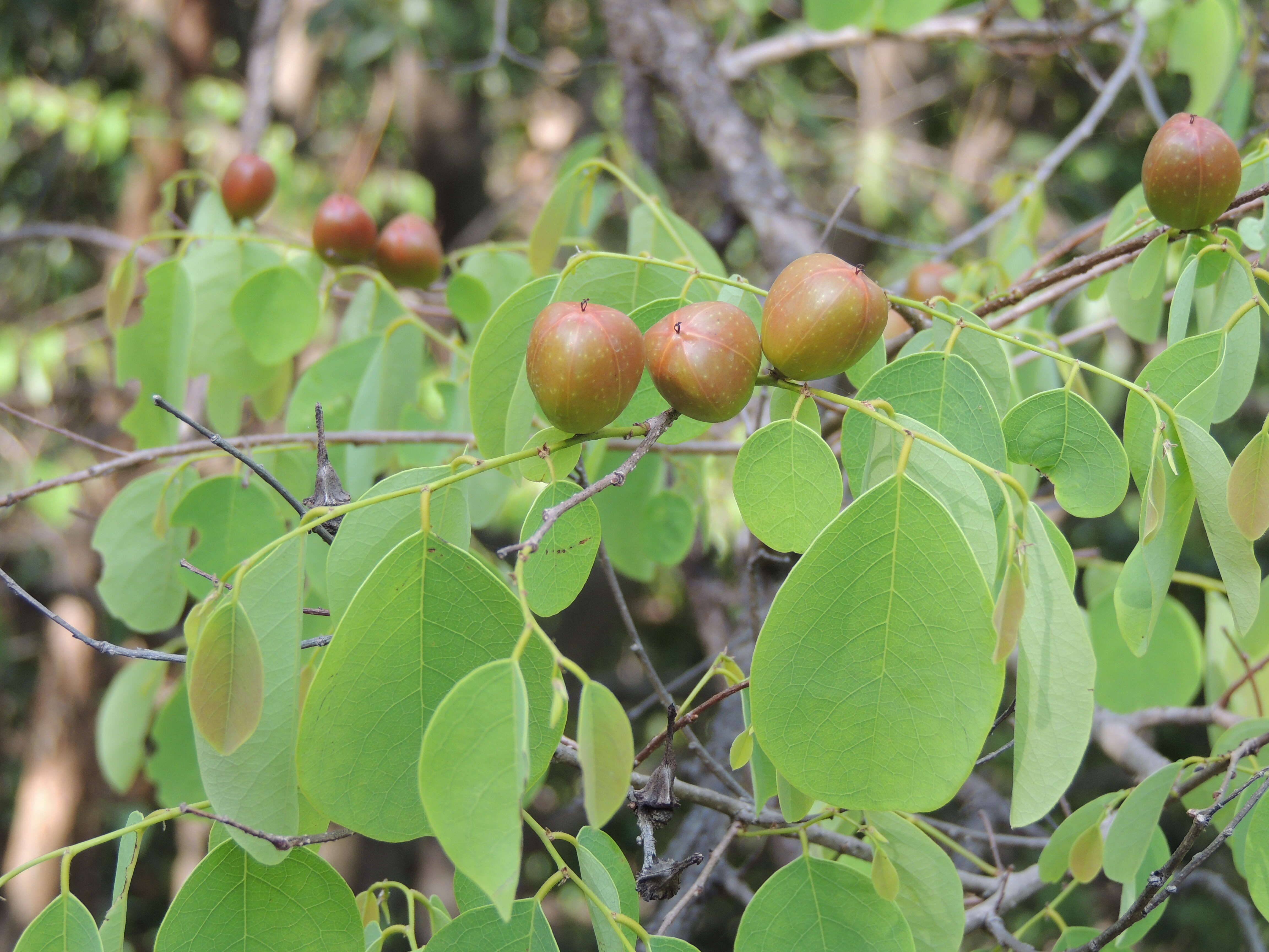 Image of Oduvan