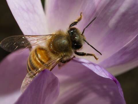 Image of honey bees