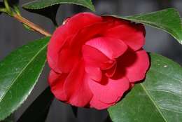 Image of camellia