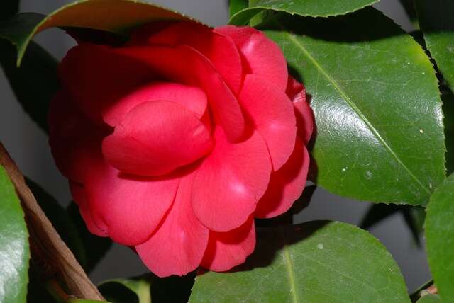 Image of camellia