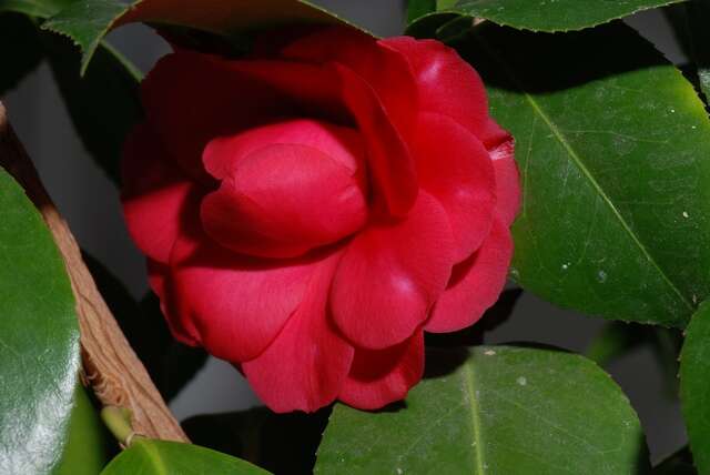 Image of camellia