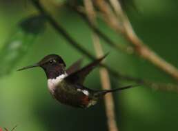 Image of Purple-throated Woodstar