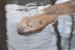 Image of beavers, gophers, kangaroo rats, pocket mice, and relatives