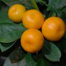 Imagem de <i>Citrus aurantifolia</i> (Christm.)