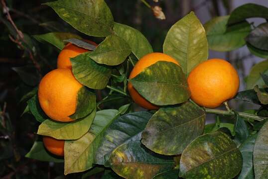 Image of citrus