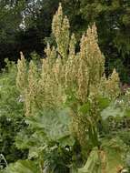 Image of rhubarb