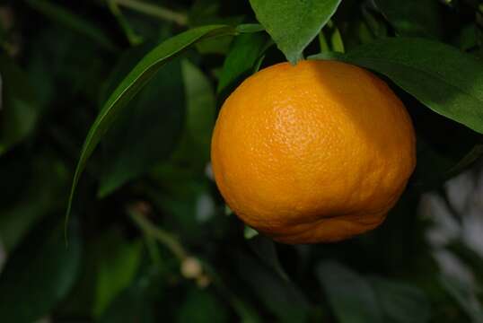 Image of citrus