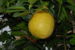 Image of citrus