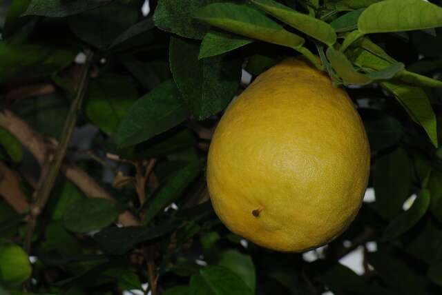 Image of citrus