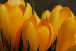 صورة Crocus