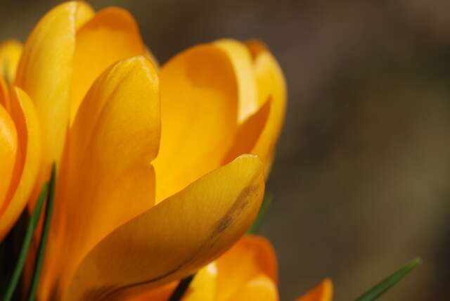 صورة Crocus