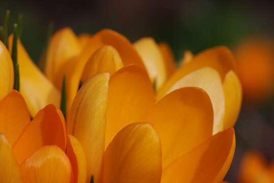 Image of Crocus