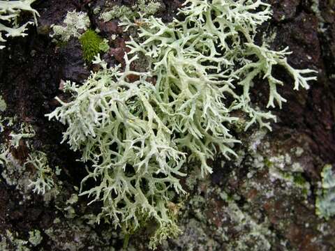 Image of ring lichen