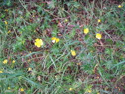 Image of common buttercup