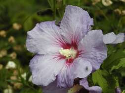 Image of <i>Hibiscus syriacus</i> oiseaux blue