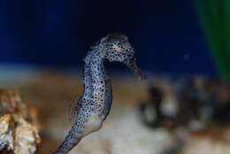 Image of seahorses