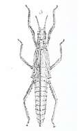 Image of Tisamenus ranarius (Westwood 1859)