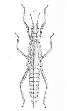 Image of Tisamenus ranarius (Westwood 1859)