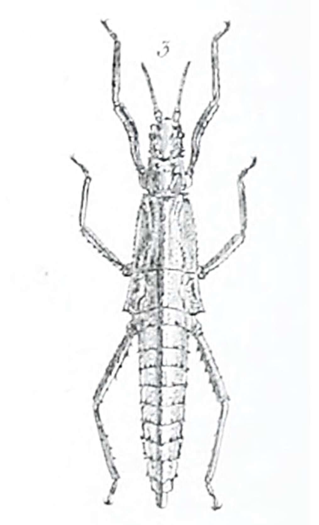 Image of Tisamenus ranarius (Westwood 1859)