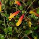 Justicia floribunda (C. Koch) D. C. Wassh. resmi