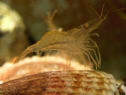 Image of coral shrimp