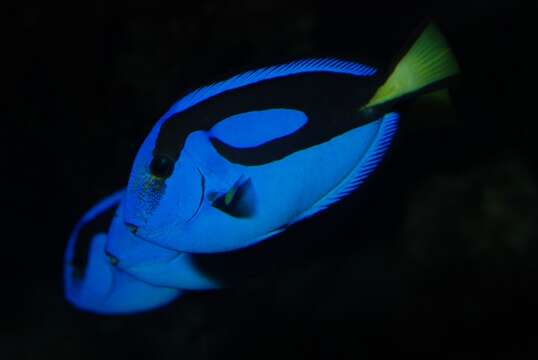 Image of Paracanthurus