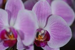 Image of Moth orchids