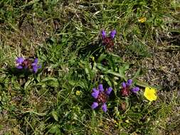 Image of selfheal