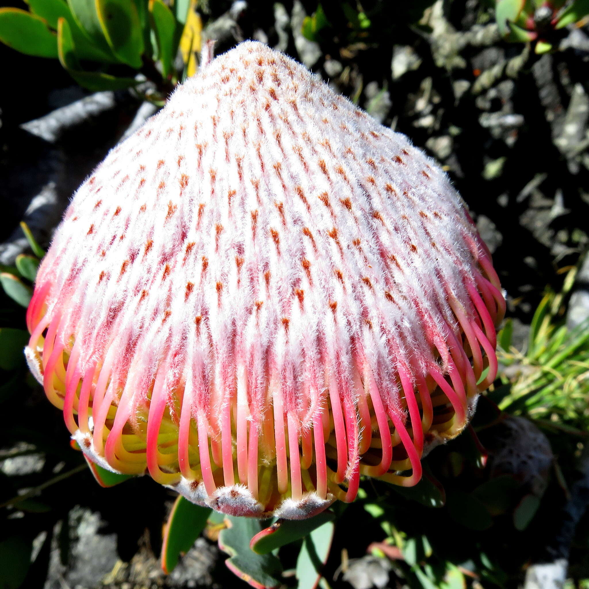 Image of Protea rupicola Mund ex Meissn.