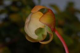 Image of pitcher plants