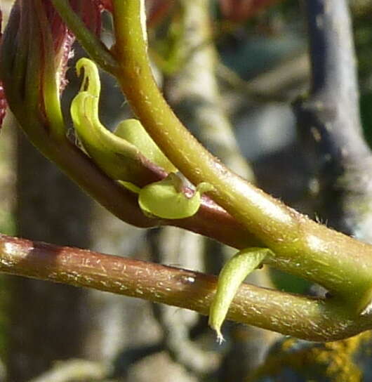 Imagem de Tapiscia sinensis Oliver