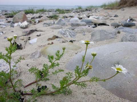 Image of false mayweed