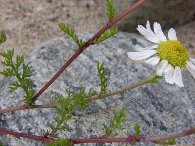 Image of false mayweed